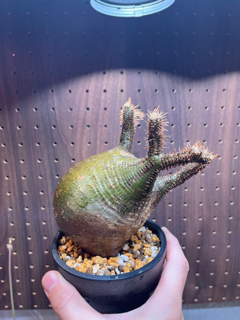 グラキリス　発根済み　現地球