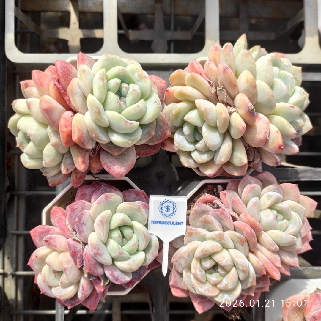 Top【選抜株】多肉植物　24976アエオニウム　シーキング15個　鉢無し/脱土