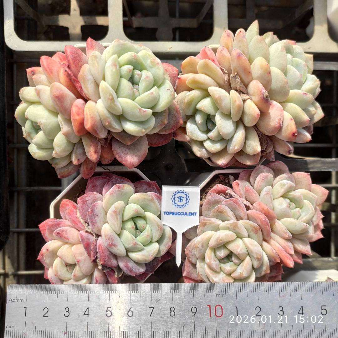 Top【選抜株】多肉植物　24976アエオニウム　シーキング15個　鉢無し/脱土