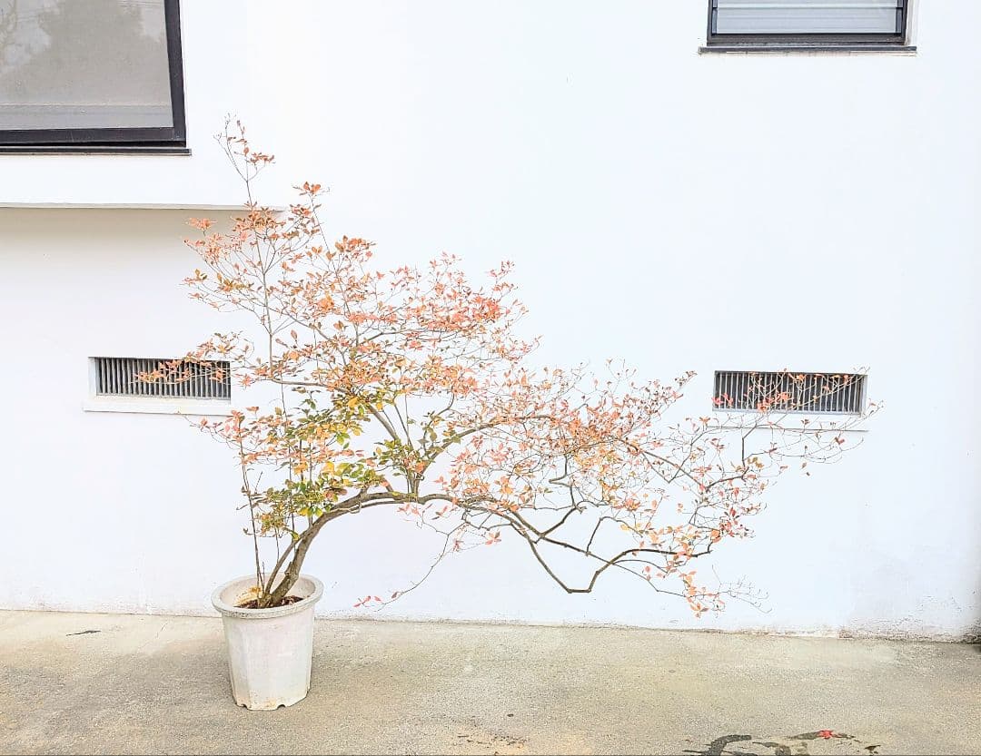 至高。。山採りドウダンツツジ。