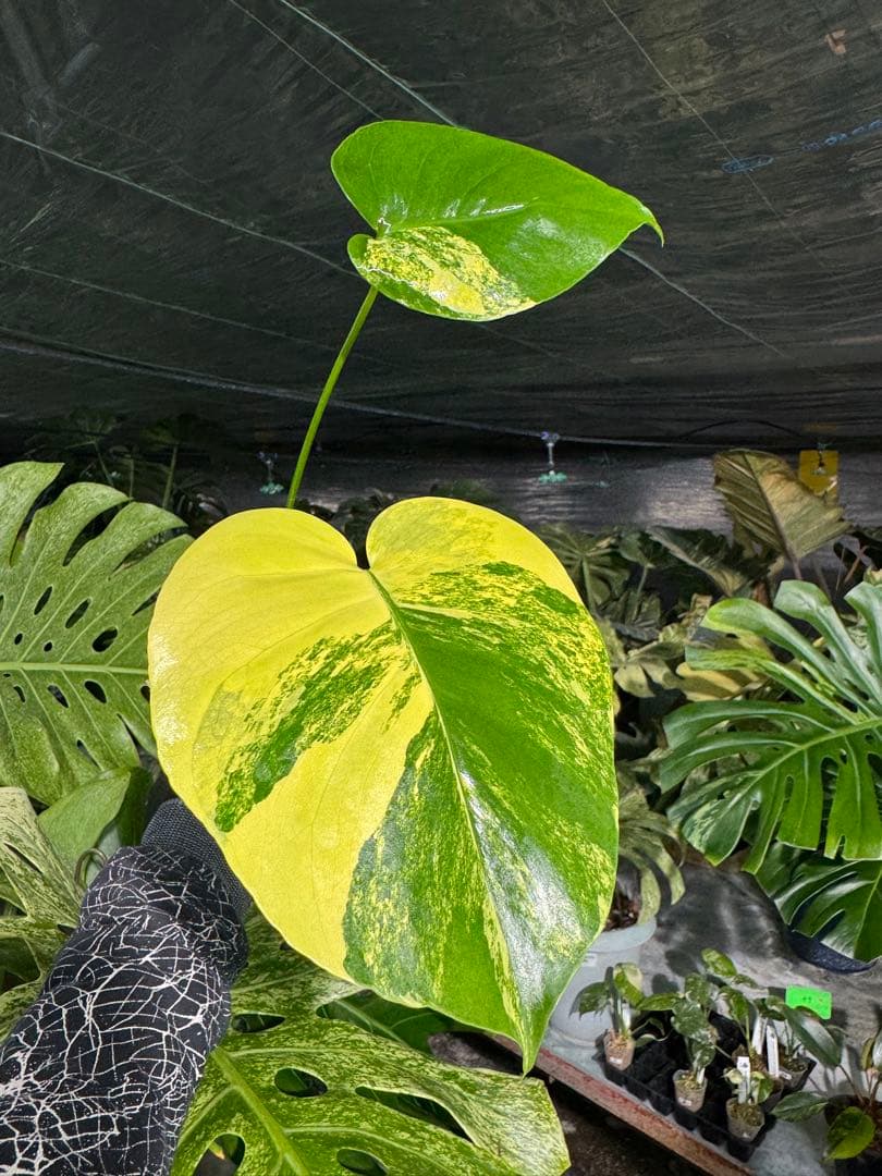 Mr4モンステラ　イエローマリリン　黄斑入り
