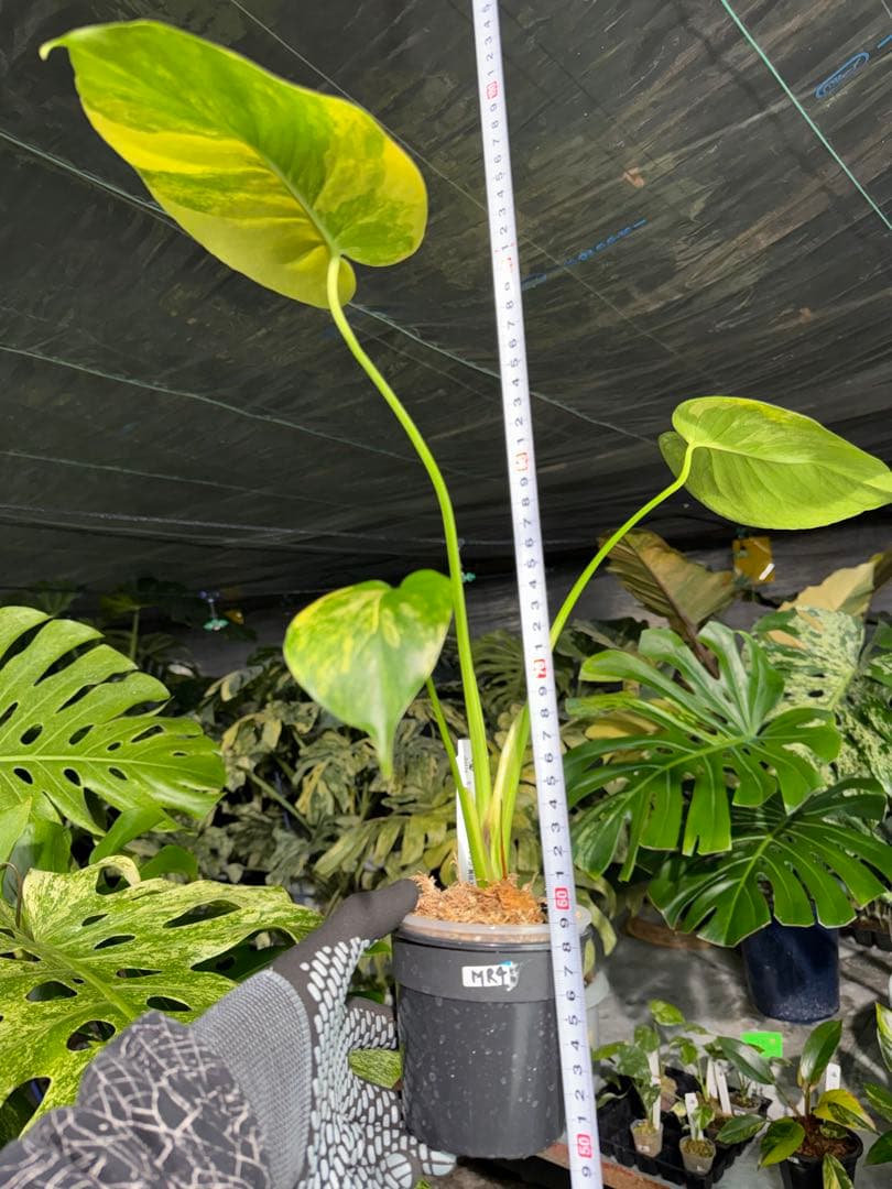 Mr4モンステラ　イエローマリリン　黄斑入り