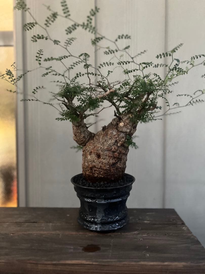 オペルクリカリアパキプス　現地球　（グラキリス　パキプス