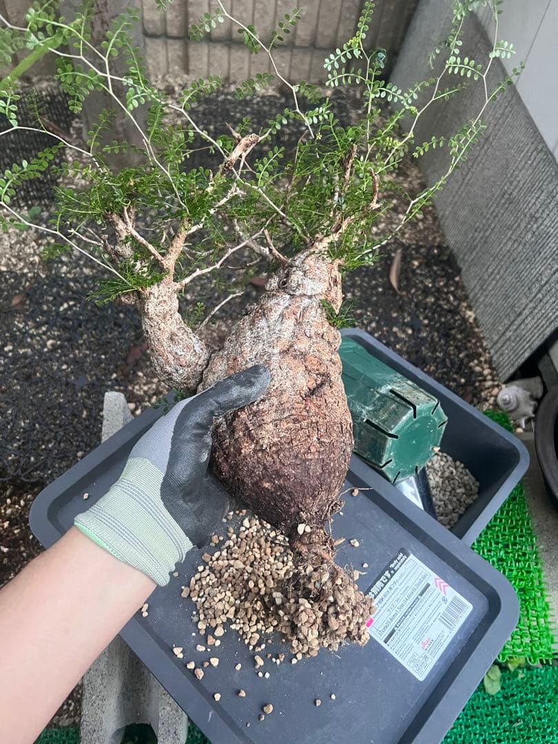 オペルクリカリアパキプス　現地球　（グラキリス　パキプス