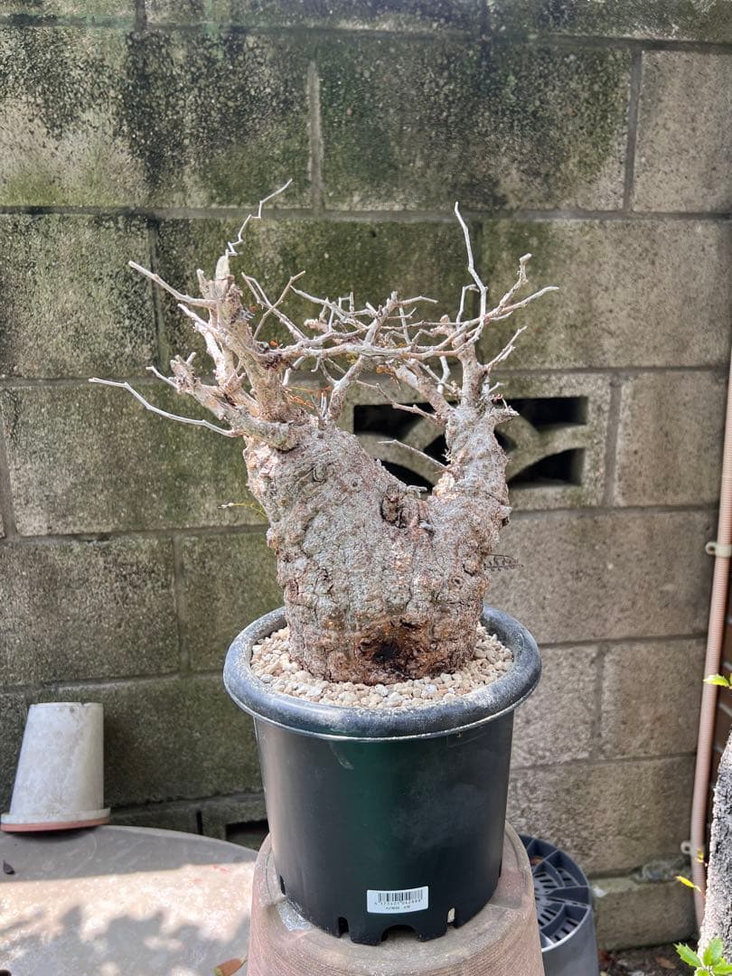 オペルクリカリアパキプス　現地球　（グラキリス　パキプス