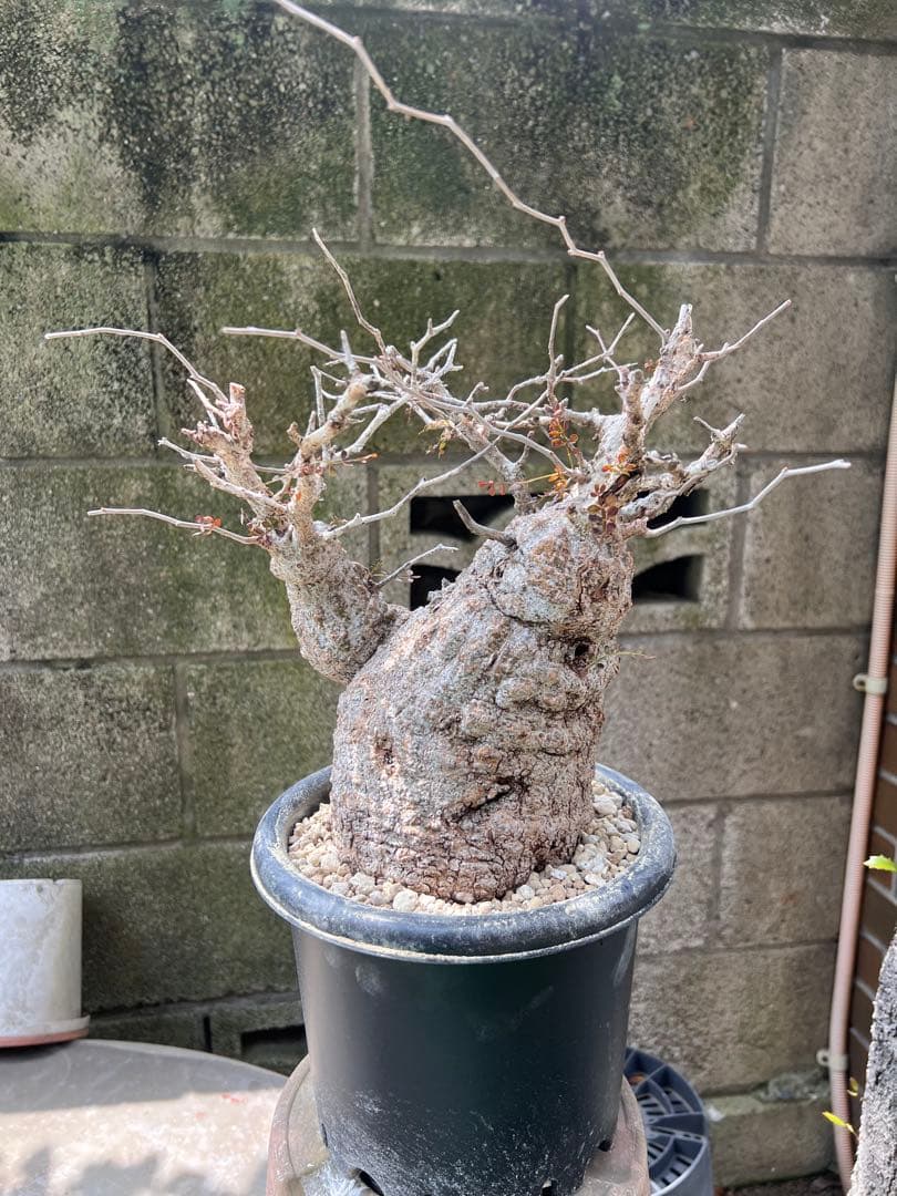 オペルクリカリアパキプス　現地球　（グラキリス　パキプス