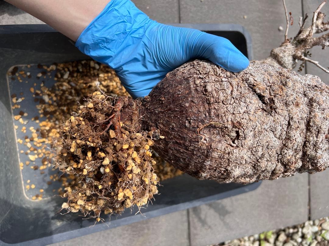 オペルクリカリアパキプス　現地球　（グラキリス　パキプス