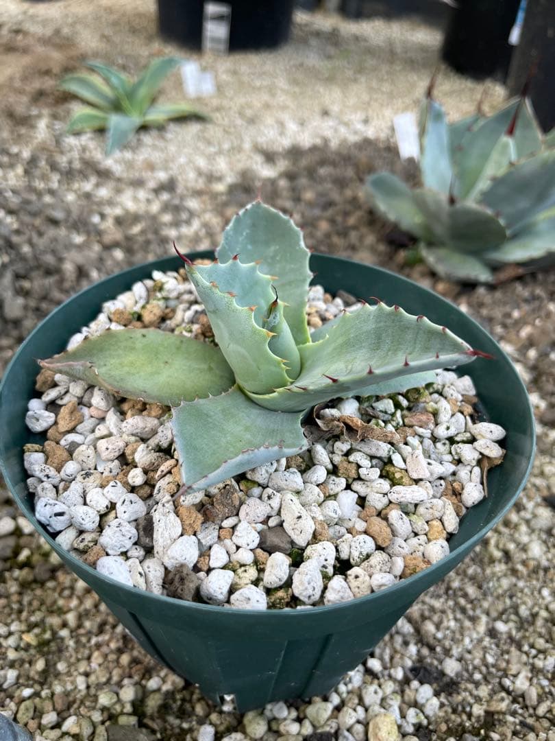 アガベ　オバティカータ