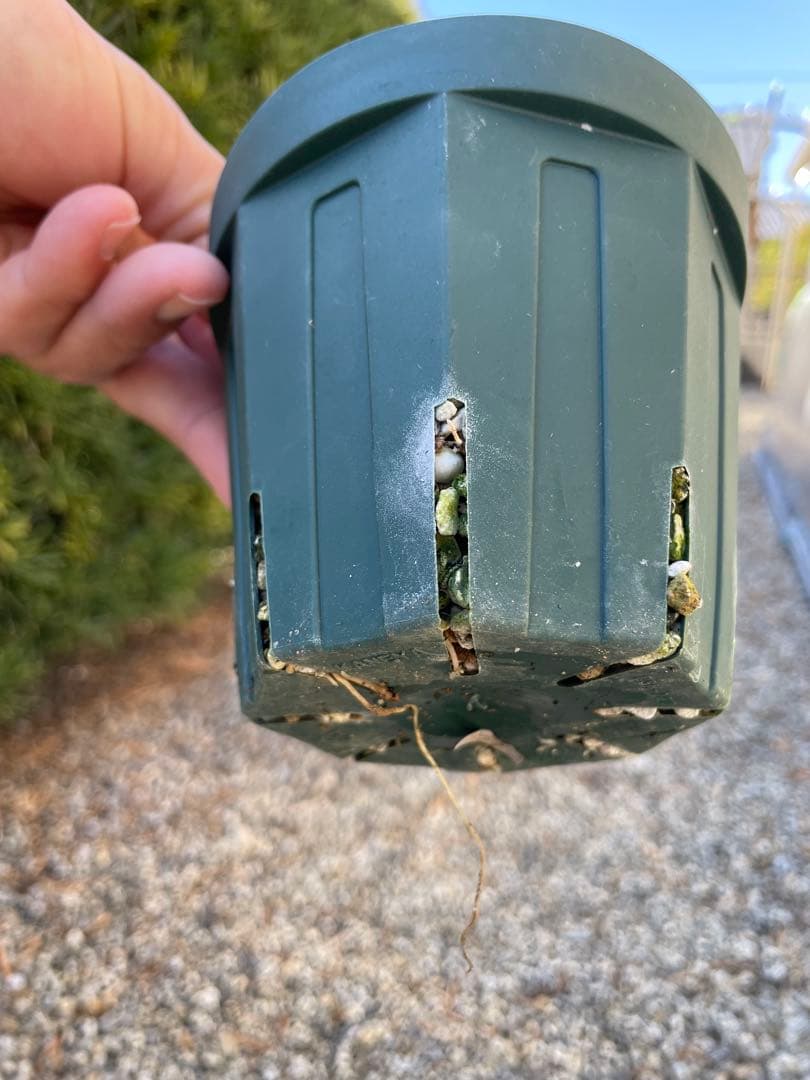 アガベ　オバティカータ