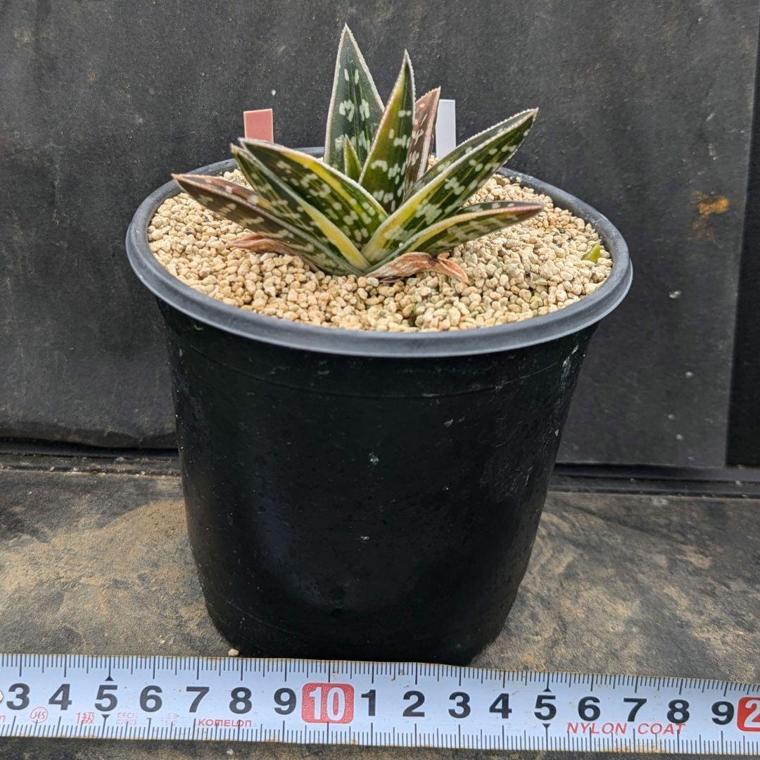 超絶希少！多肉植物シリーズ・アロエ属・千代田の光inわけけのお店