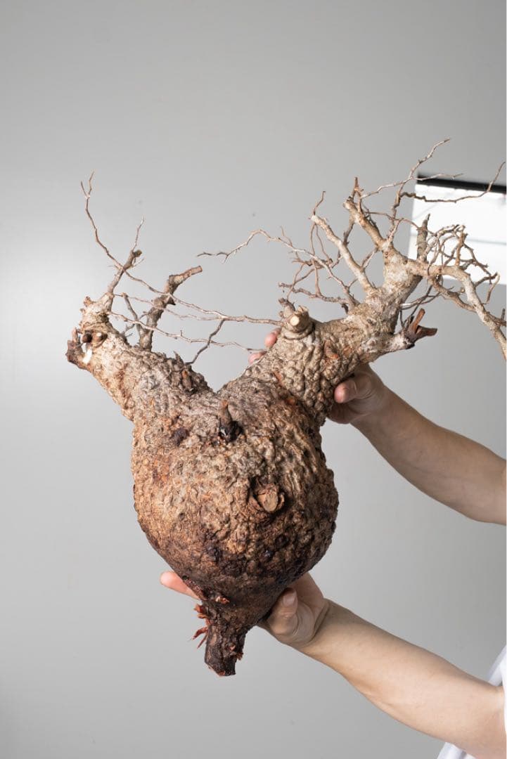 AP129 オペルクリカリア パキプス コーデックス ベアルート株