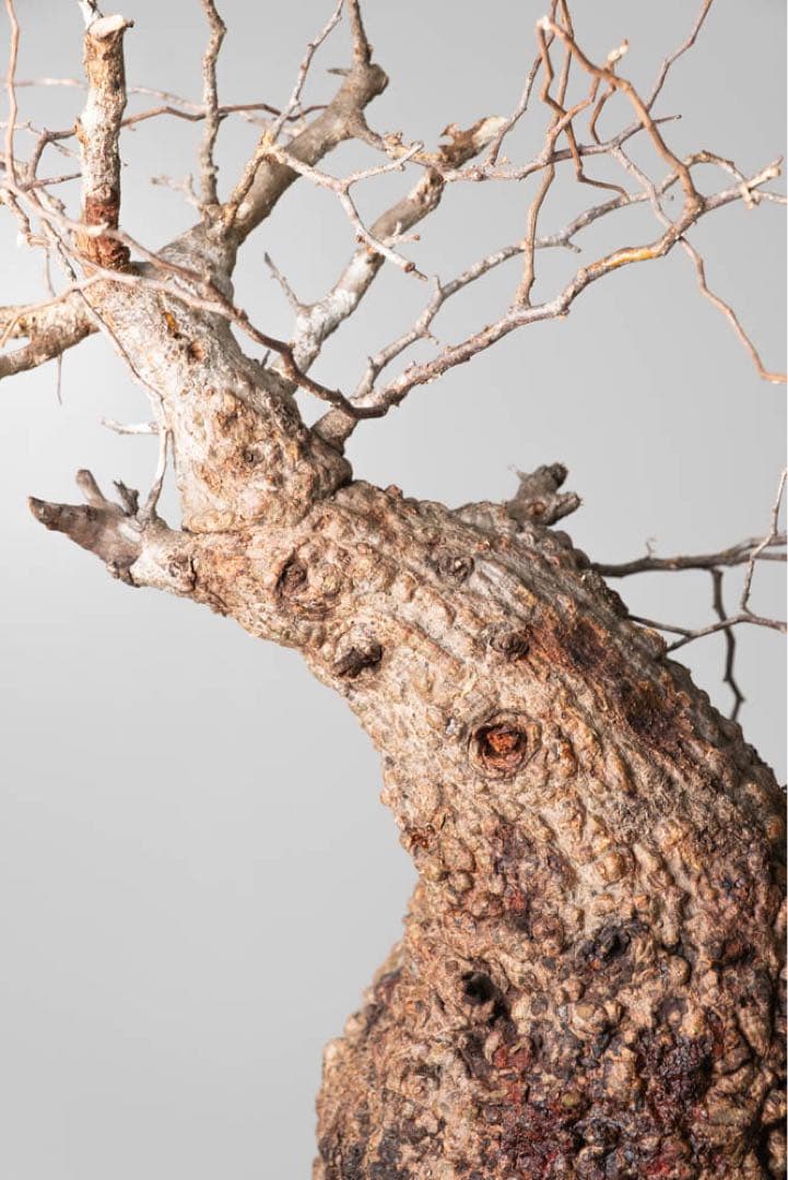 AP129 オペルクリカリア パキプス コーデックス ベアルート株