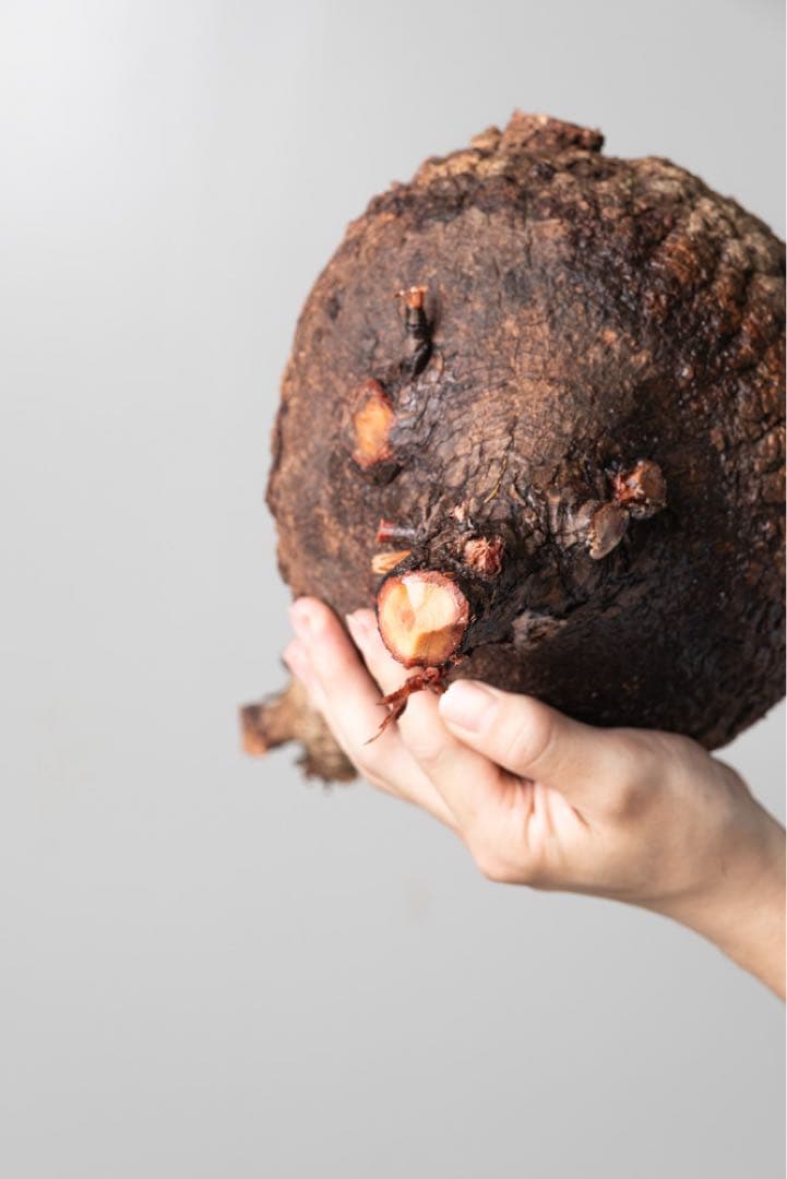 AP129 オペルクリカリア パキプス コーデックス ベアルート株