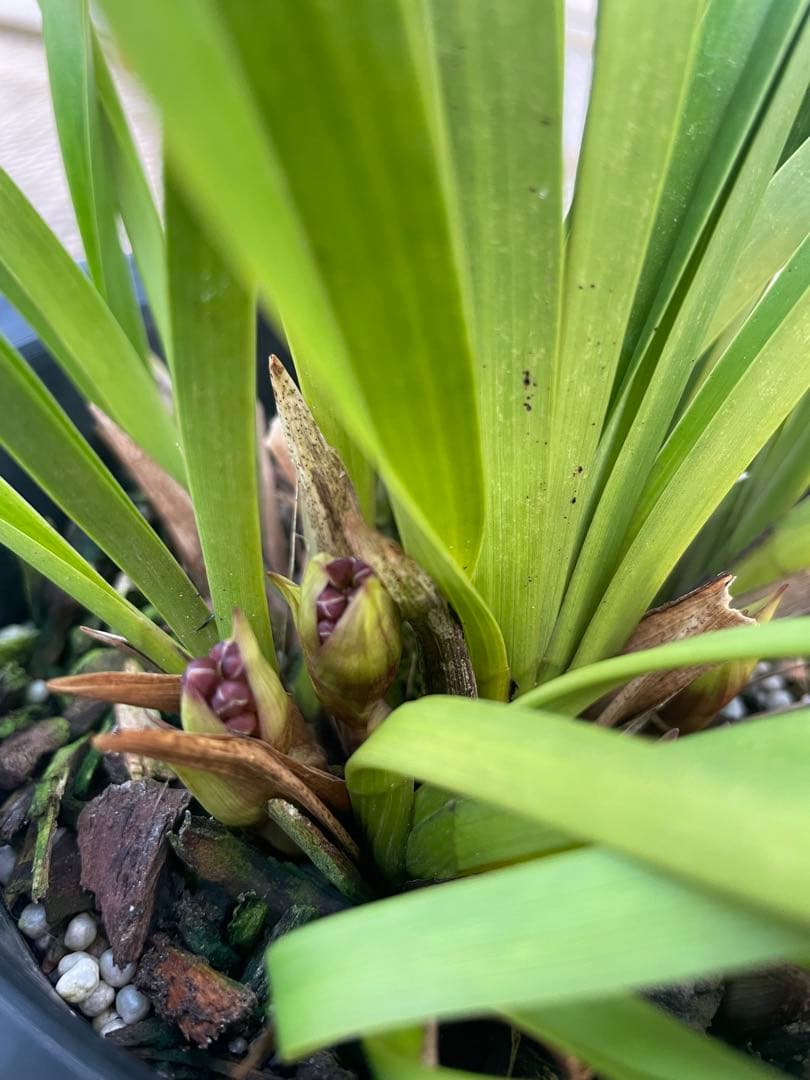 R8年キンリョウヘン花芽10本#2