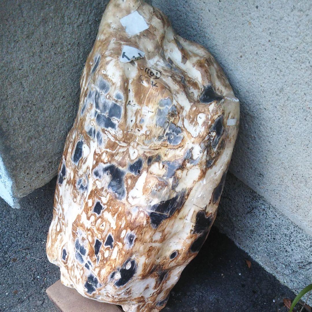 奇跡的に石になった木