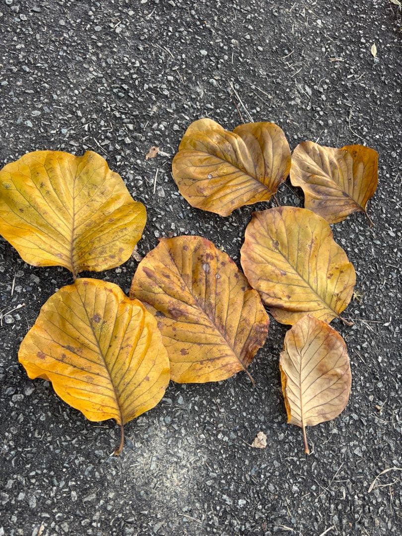 落ち葉　50枚