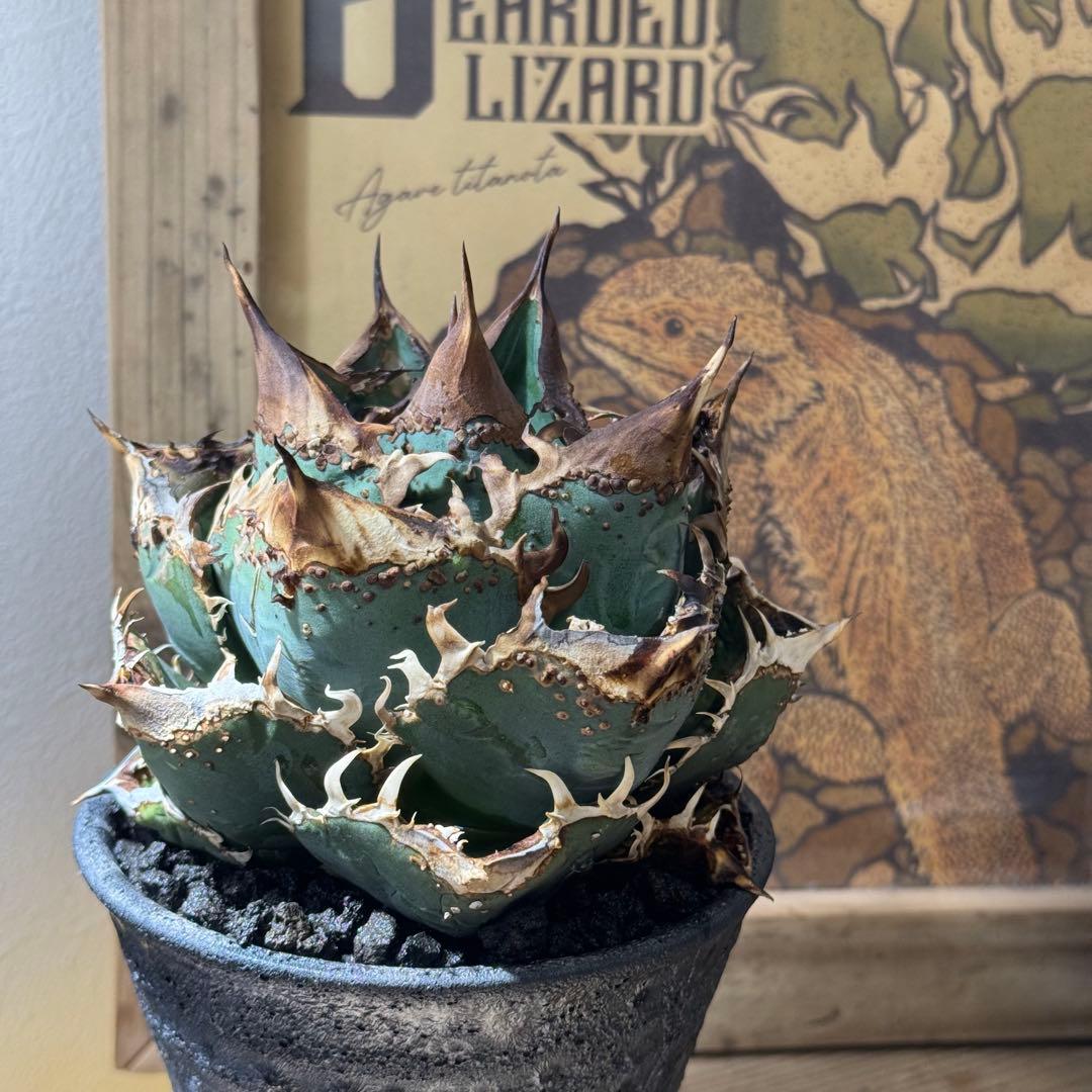 【コレクション子株】 アガベ　チタノタ　オテロイ　冰雹　ヒョウ　特選株