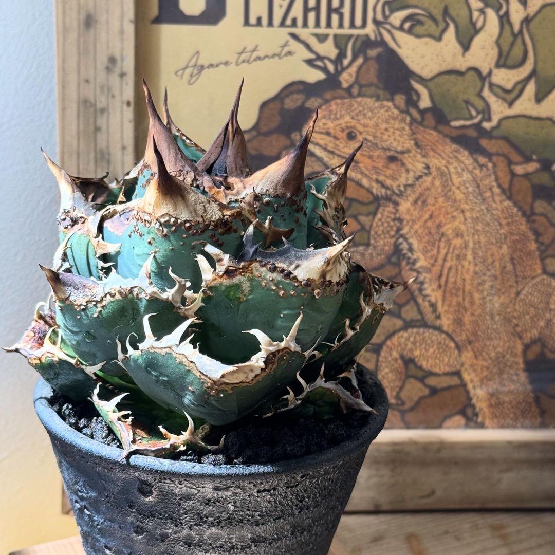 【コレクション子株】 アガベ　チタノタ　オテロイ　冰雹　ヒョウ　特選株