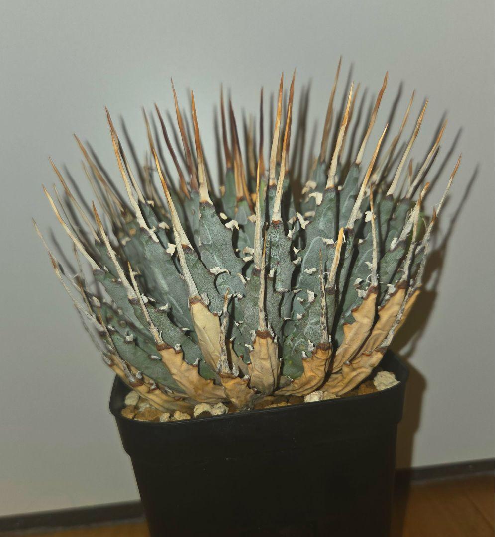 エボリスピナ　発根済み