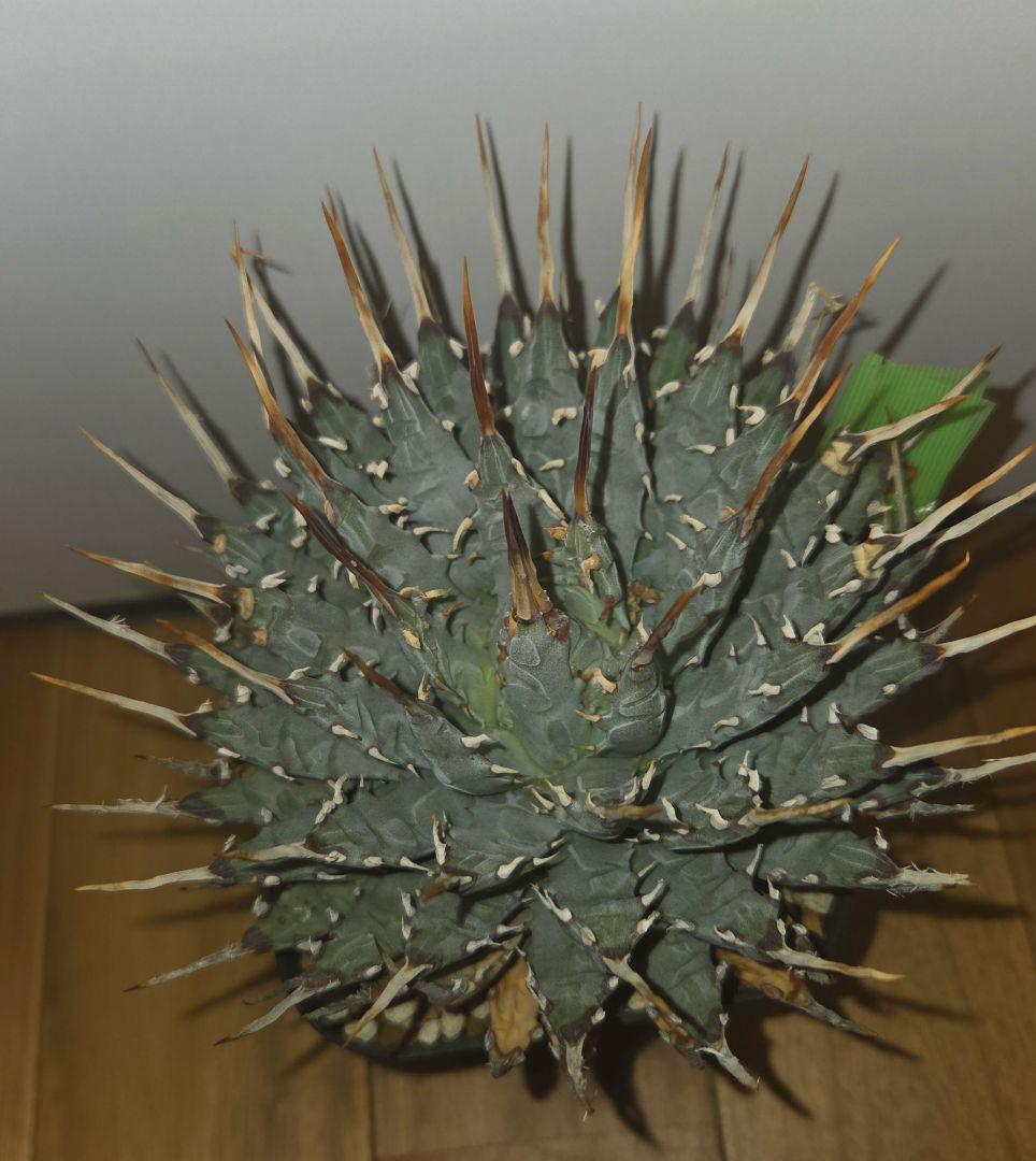 エボリスピナ　発根済み