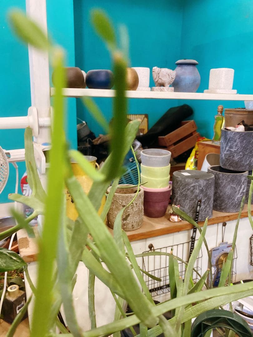 ユーフォルビア　キシロピロイデス　(キシロフィロイデス) 大株　送料無料