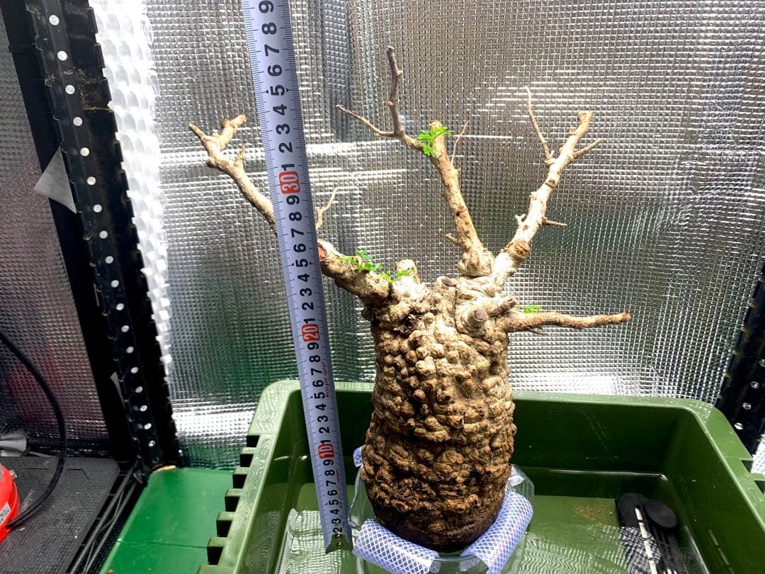 bon25さん専用　オペルクリカリアパキプス　芽吹き有り　カルス有り　現地発根