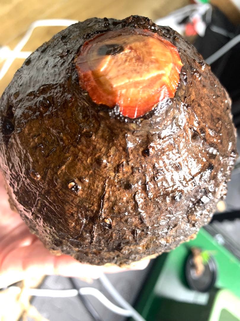 bon25さん専用　オペルクリカリアパキプス　芽吹き有り　カルス有り　現地発根