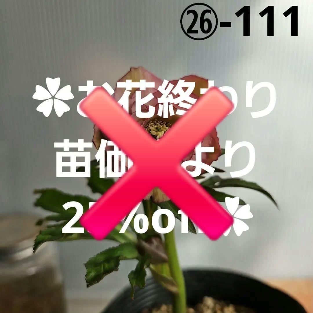 ㉖-111クリスマスローズ