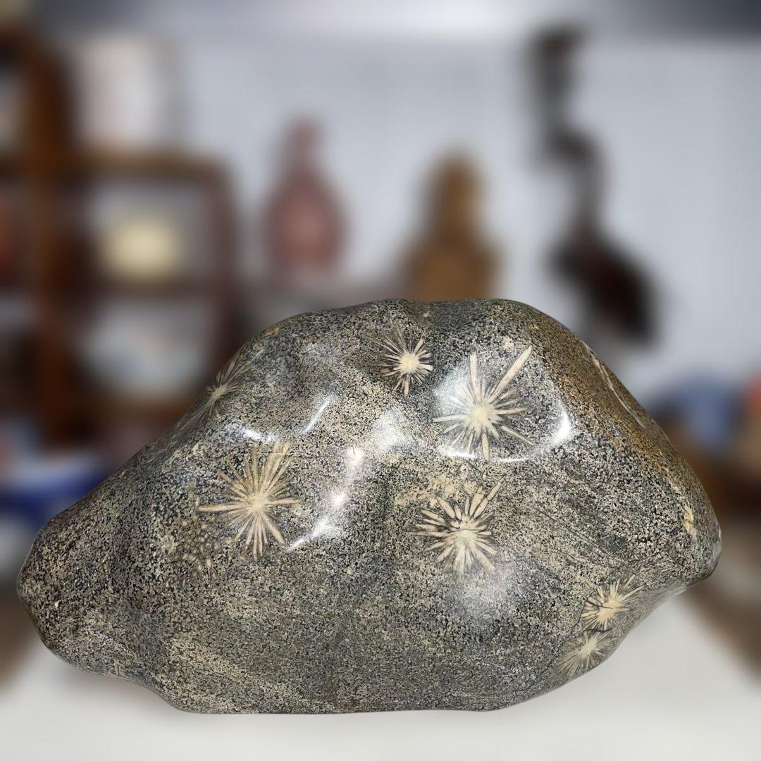 菊花石 8.6kg 鑑賞石 鉱物