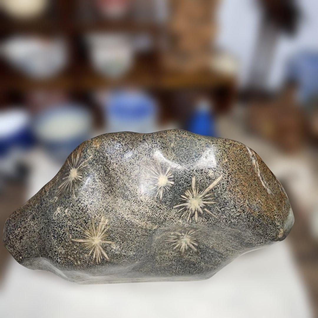 菊花石 8.6kg 鑑賞石 鉱物