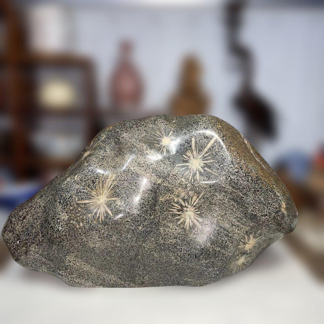 菊花石 8.6kg 鑑賞石 鉱物