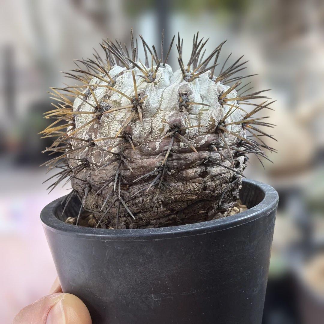 コピアポア　現地球