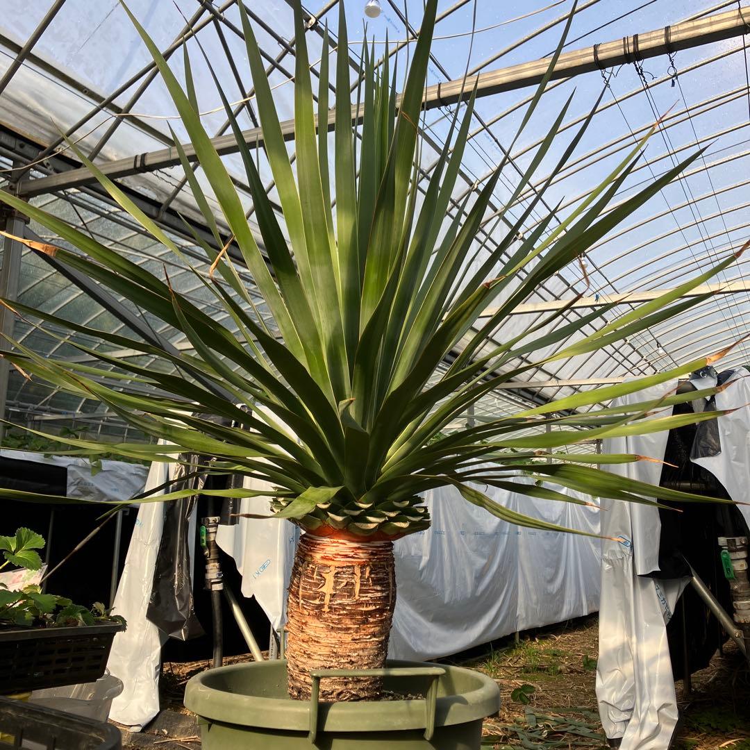 ドラセナ　ドラコ　竜血樹