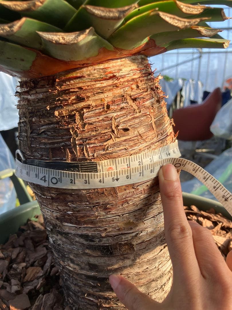 ドラセナ　ドラコ　竜血樹