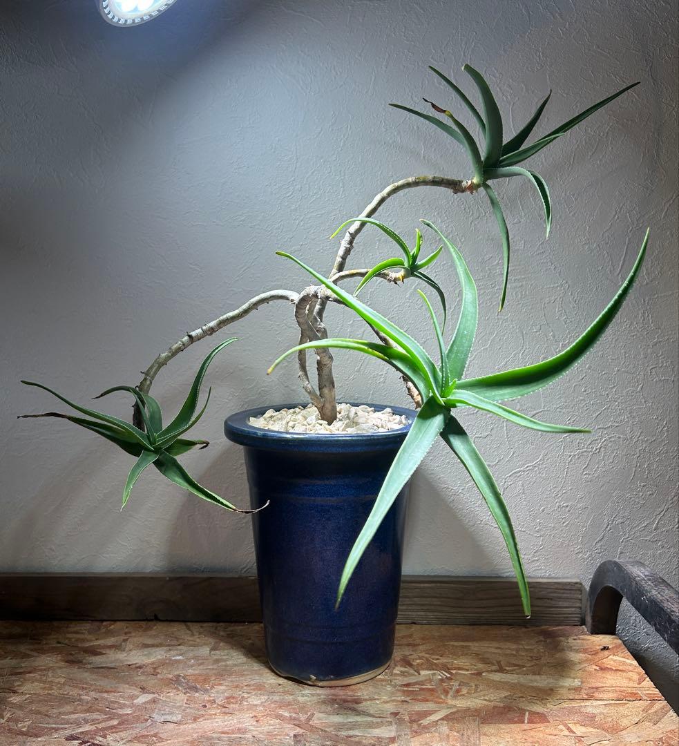 特大　アロエ　ストリアツラ　特殊樹形　陶器鉢のまま発送　ドライガーデン