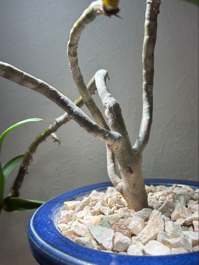 特大　アロエ　ストリアツラ　特殊樹形　陶器鉢のまま発送　ドライガーデン