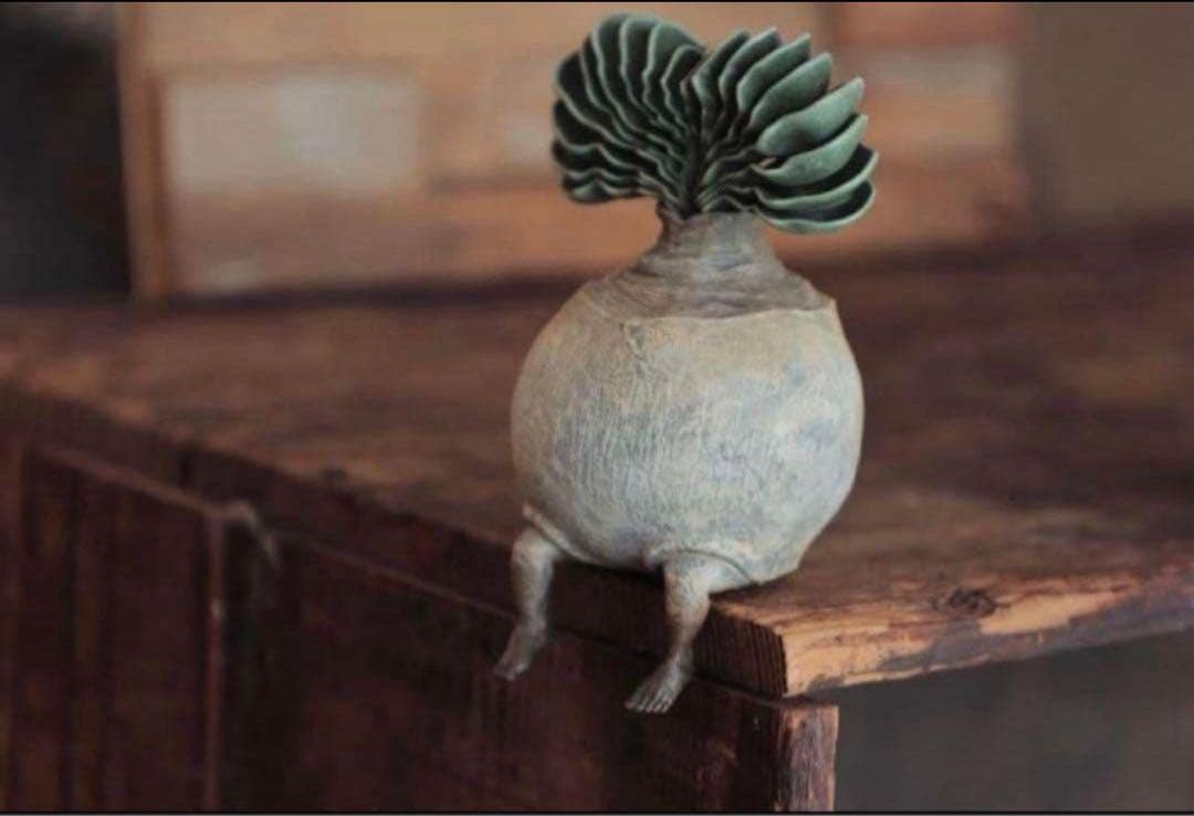 【入手困難】OZWRT TheCaudexMan SSサイズ 2点セット