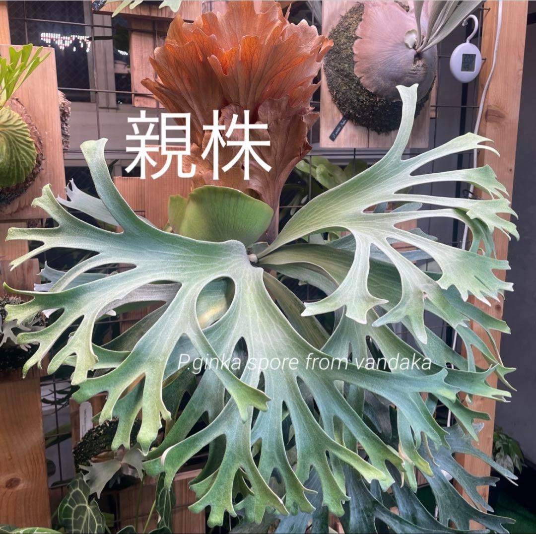 ビカクシダ P.Ginka spore pup