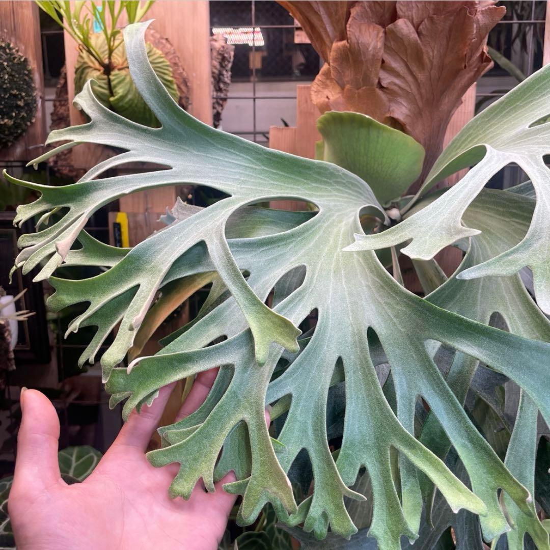 ビカクシダ P.Ginka spore pup