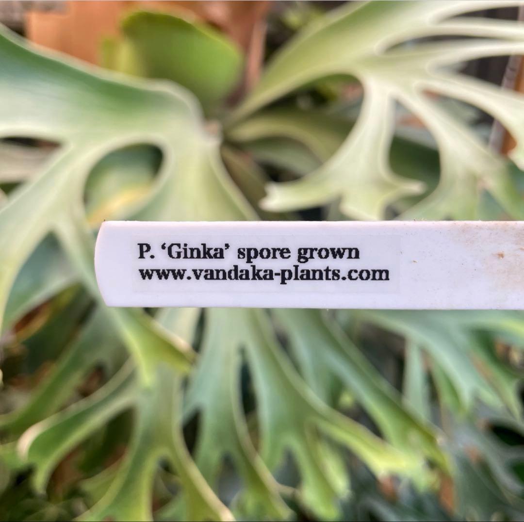 ビカクシダ P.Ginka spore pup