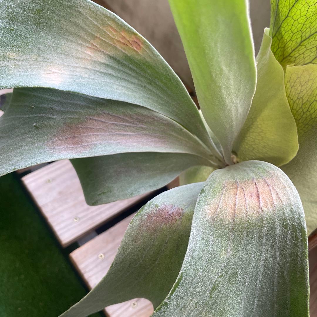 ビカクシダ P.Ginka spore pup