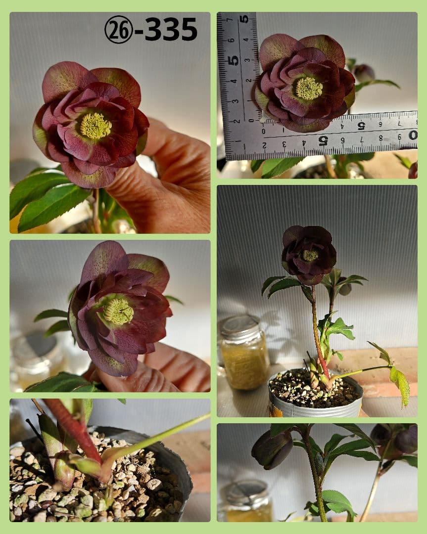 ★mirakohujin様ご購入苗㉖-371㉖-372㉖-335クリスマスローズ