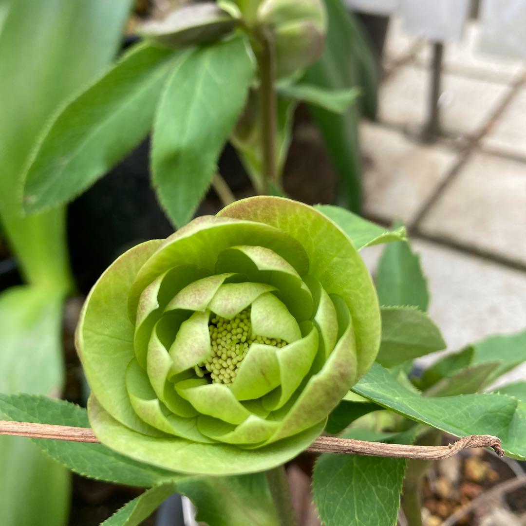 クリスマスローズ　緑ダブルダークネクタリー　　株分け前提