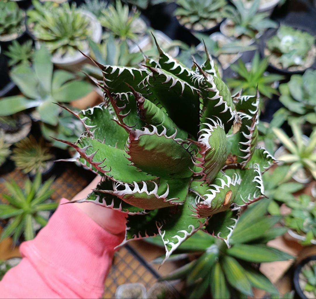 アガベ　ホリダ　ＵＳ チタノタ　塊根植物　パリー　トランカータ