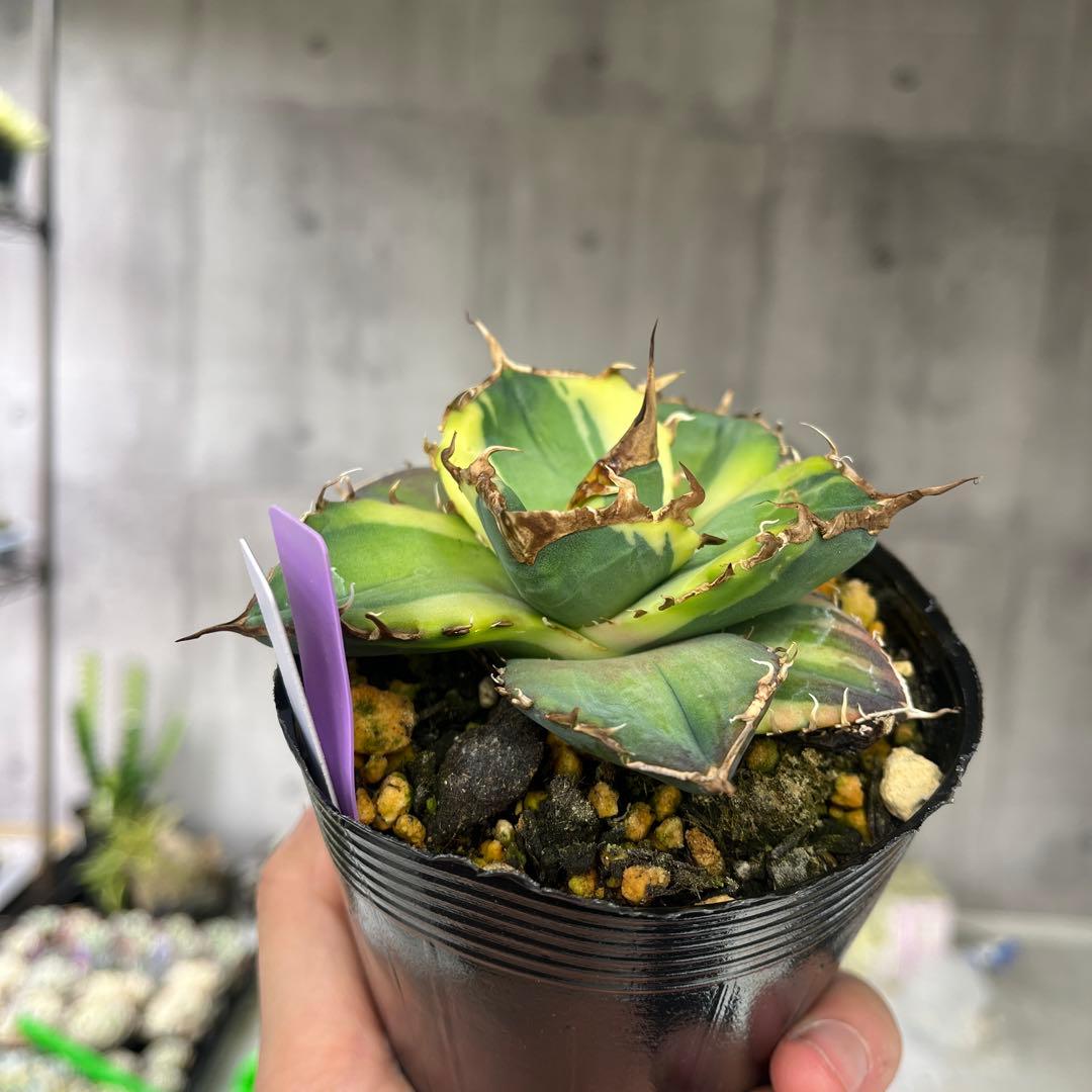 アガベ毒液錦斑入り抜き苗発送