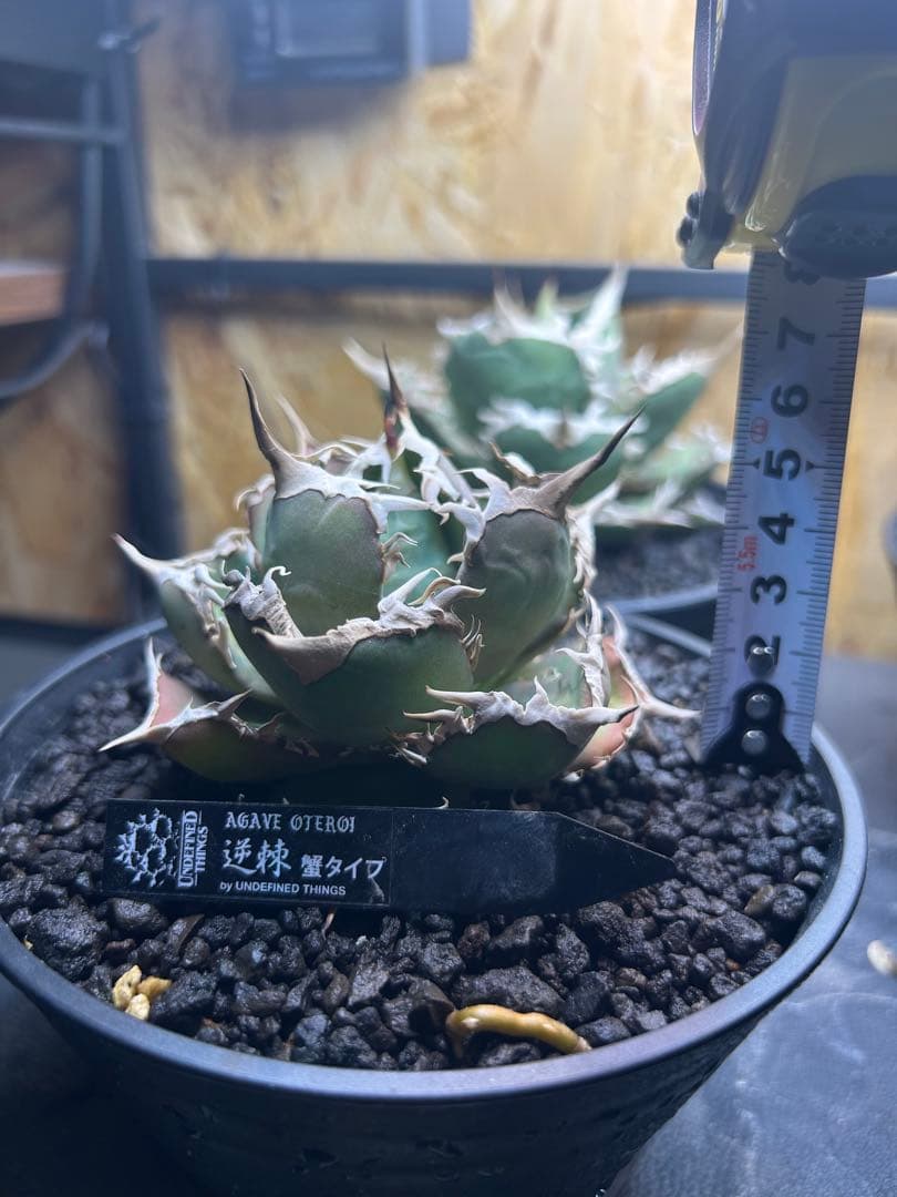 アガベ　チタノタ　オテロイ　逆棘　蟹タイプ
