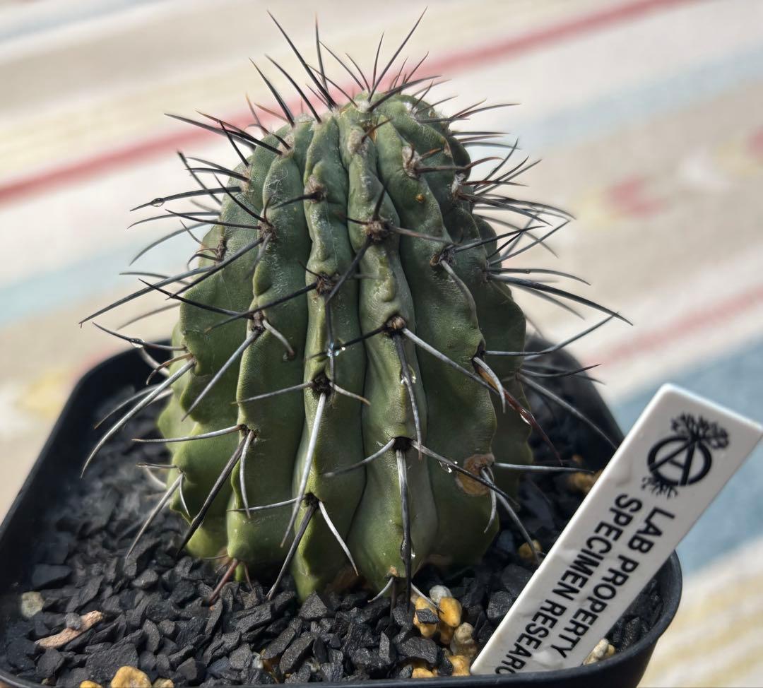 コピアポア 黒士冠 現地球 検)黒王丸 孤竜丸 コルムナアルバ サボテン