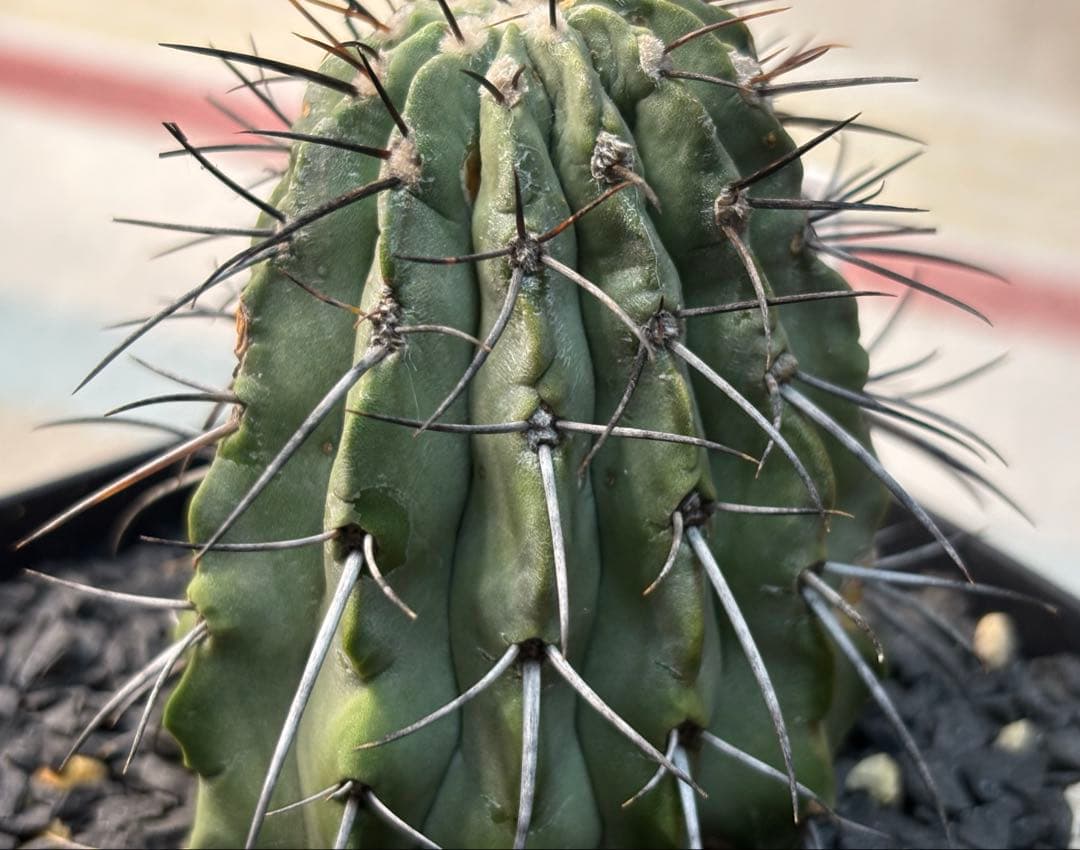 コピアポア 黒士冠 現地球 検)黒王丸 孤竜丸 コルムナアルバ サボテン