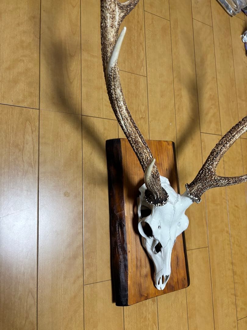 ニホンジカの頭部と角のインテリア装飾