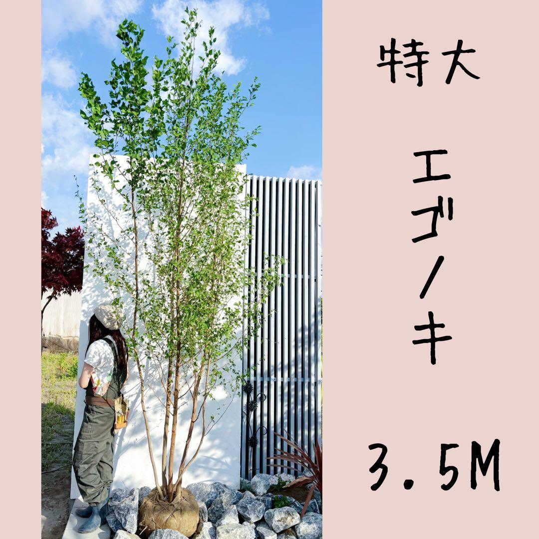 超美形。特大 エゴノキ3.5M(鉢底から)※エリア限定自社配送又はお引き取り